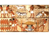 Census of Cattle in Egypt. The position of registrar of cattle was an exalted one in ancient Egypt. The herds were of great value.